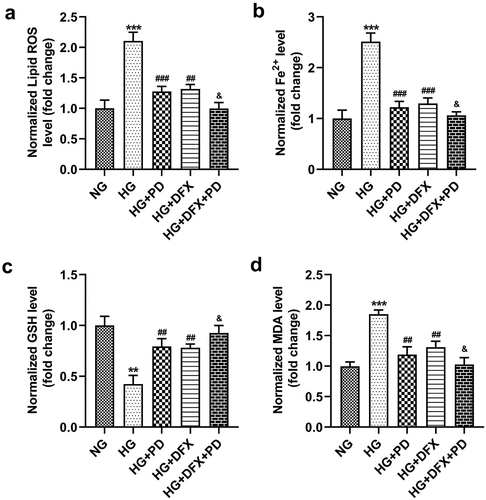 Figure 3. PD inhibited HG-induced ferroptosis. (a) Lipid ROS production. (b) Iron levels. (c) GSH levels. (d) MDA levels. **P < 0.01 and ***P < 0.001 vs. NG group. ##P < 0.01 and ###P < 0.001 vs. HG group. &P < 0.05 vs. HG + PD group.