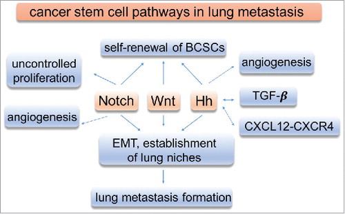 Figure 1. Functions of signaling pathways in breast cancer. Signaling pathways play important roles in breast cancer development and lung metastasis.