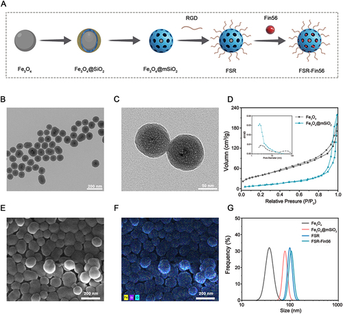 Figure 1 Schematic illustration and characterization of the prepared nanoparticles. (A) Schematic illustration of the preparation of FSR-Fin56. TEM images of FS nanoparticles in low resolution (B) and high resolution (C). (D) N2 adsorption/desorption isotherms and pore-size distribution curve (inset) of the Fe3O4 and Fe3O4@mSiO2. SEM image (E) of FS nanoparticles and corresponding Elemental mapping (F). (G) DLS size distribution of Fe3O4, FS, FSR and FSR-Fin56 NPs.