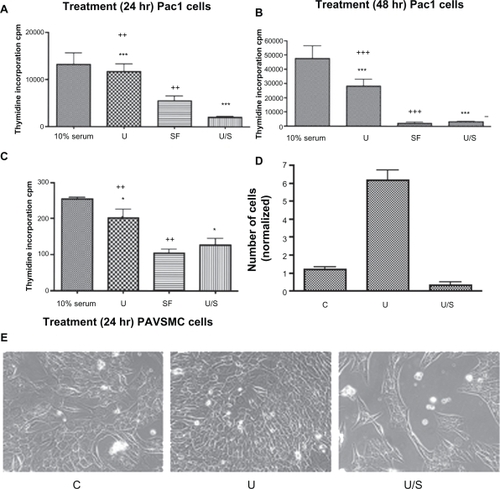 Figure 7 CaMKK inhibitor reduces urotensin II-induced cellular proliferation in Pac1 and PAVSMC. Proliferation studies involved serum starvation for A 24 hours and B 48 hours. Pac1 were treated with urotensin II and were measured via 3H-thymidine incorporation assay. Inhibitor studies using CaMKK inhibitor in the presence of urotensin II were conducted in Pac1 (A and B) and PAVSMC (C), and were analyzed through 3H-thymidine incorporation as a measurement of cellular proliferation (10% serum and 10% fetal bovine serum in media (n = 4, *P ≤ 0.05, ++P ≤ 0.01, +++P ≤ 0.001, ***P ≤ 0.001). C) Cell counting was performed as a method to measure cellular proliferation (three independent experiments, n = 18, P ≤ 0.05). E) A representative image was taken comparing cellular proliferation in Pac1 cells (image 40 × objective).