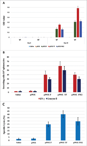 Figure 2. A) HRSV F-specific IgA and IgG levels in sera of the immunized groups of mice at days 0 and 20. The bars show the mean optical densities (OD) ± standard deviation (SD). B) The ex vivo IFN-γ and granzyme B secretion of stimulated splenocytes as measured by Elispot assays. The bars show the mean spot number per 1×104 splenocytes ± SD. C) The ex vivo 51Cr release assay for lysis of peptide loaded target cells. The bars show the mean percentages of specific lysis ± SD. The collective data of 2 independent experiments are shown.