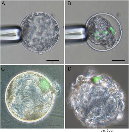 Figure 1. Representative images of porcine blastocysts following injection of mouse induced pluripotent stem (iPS) cells: (A) blastocyst before cell injection; (B) shrunk blastocyst immediately after cell injection; (C) re-expanded blastocyst 24 h after culture; (D) hatched blastocyst 24 h after culture. Green colour represents injected iPS cells. Scale bar indicates 50 μm.