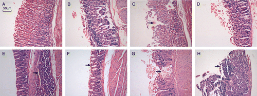 Figure 5  Representative gastric mucosa histology in the different groups of BALB/c mice. H–E stained sections. (A) Normal gastric mucosa in C group; (B) gastric mucosa in PS group; (C) defects (arrow) evident in HI group; (D) RPH group; (E) bleeding in gastric mucosa (arrow) in PH group; (F) atrophy of gastric mucosal glands (arrow) in PH group; (G) severe defect of stomach tissue, formation of ulcer (ulcer) in PH group; (H) formation of folliculus lymphaticus in gastric mucosa (arrow) in PH group.