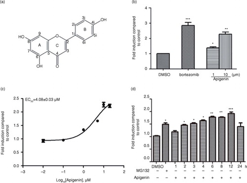 Fig. 1 Identification of apigenin as an inhibitor of 26S proteasome in HEK293A-luciferase-cODC cells. (a) Chemical structure of apigenin. (b) HEK293A-luciferase-cODC cells were seeded in 96-well plates and treated in the presence of indicated concentrations of apigenin or bortezomib for 3 h. (c) Concentration–response curve for apigenin. The calculated EC50 value was 4.08 µM. (d) HEK293A-luciferase-cODC cells were seeded in 96-well plates and treated with 10 µM apigenin for the indicated time, or treated with 1 µM MG132 for 4 h. Results are representative of three separate experiments. The error bars represent the standard deviation of the measurements. (*) p<0.05, (**) p<0.01, (***) p<0.001 compared to the DMSO control.