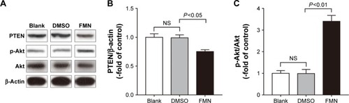 Figure 5 The role of the PI3K/PTEN/Akt pathway in the FMN-mediated regulation of eNOS/NO.