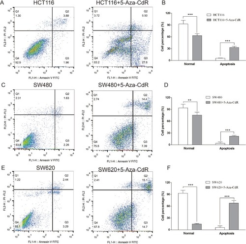 Figure 4 5-Aza-CdR can enhance apoptosis in colon cancer cells.Notes: (A) Flow cytometry results of HCT116 cells; (B) flow cytometry experimental chart of HCT116 cells; (C) flow cytometry results of SW480 cells; (D) flow cytometry experimental chart of SW480 cells; (E) flow cytometry results of SW620 cells; (F) flow cytometry experimental chart of SW620 cells; **p<0.01, ***p<0.001 (n=6).