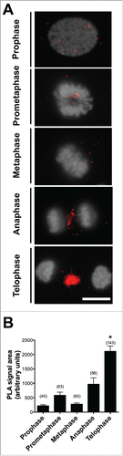 Figure 4. Interaction between PGRMC1 and AURKB during mitosis in bGC. (A) Representative images of bGC showing PGRMC1 - AURKB interaction as assessed by In situ proximity ligation assay (PLA) from prophase until telophase. DNA was stained with DAPI (white). The red spots indicate PGRMC1-AURKB interactions. Scale bar is 10 µm. (B) Graph showing the increased interaction between these two proteins during telophase. Data were analyzed by one way ANOVA followed by Tukey's Multiple Comparison Test. Values are means ± SEM; *indicates significant differences between groups (P < 0.05). This experiment was replicated three times with the total number of cells analyzed shown in brackets.