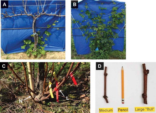 Figure 1. Trunk renewal of severely freeze-damaged Cabernet franc grapevines. (A) Vine dieback (100% bud, cane, cordon, and trunk damage) with new shoots emerging in the spring. (B) Fan-trained shoots in mid-summer. Note dead trunks and cordons were removed. (C) Mature shoots (canes) in the fall with two distinct internode sizes, medium or normal (N) and large (L) or bull. (D) Two-node cuttings showing cane size based on internode diameters and compared to pencil size.