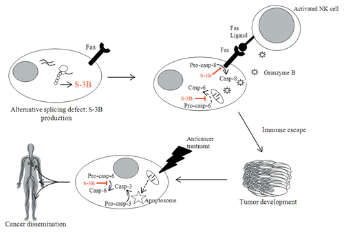 Figure 1. Involvement of survivin-3B in cancer initiation, progression, and dissemination. The defects in alternative splicing that normally accompany oncogenesis can result in the production of survivin-3B (S-3B). Pre-malignant cells are normally detected by the immune system, in particular by natural killer (NK) cells. Upon such a recognition, activated NK cells attempt to eliminate target cells by triggering FAS-dependent cell death and by secreting granzyme B. However, S-3B inhibits both the extrinsic and the intrinsic pathways of apoptosis. In this way, pre-malignant cells can escape elimination by the immune system and generate neoplastic lesions. In addition, S-3B inhibits the apoptotic response of cancer cells to chemotherapy and perhaps favors their metastatic dissemination. Dashed lines summarize several events occurring upstream of the represented process.
