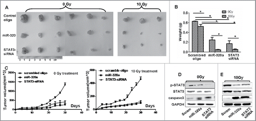 Figure 5. MiR-320a inhibits cell growth in mouse xenografts. (A) Images showing the changes in size of xenografts 30 d after injection. The cells were treated with control oligo, miR-320a, or STAT3-siRNA1 and then injected subcutaneously in nude mice. One week after cell injection, partial treatment with 0 or 10 Gy X-ray was performed once a week. (B) The xenografts were weighted 30 d after injection. (C) Dynamic changes in tumor size were measured every 3 d. (D, E) The expression of STAT3, p-STAT3, and cleaved Caspase 3 in the xenografts treated with 0 or 10 Gy X-ray.