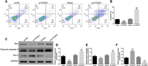 Figure 4. FOXK1 promotes apoptosis in GCs of PCOS rats. (A,B) Flow cytometry was used to detect the effect of silencing or overexpression of FOXK1 on GCs apoptosis in PCOS rats. (C–F) Effects of silencing or overexpression of FOXK1 on the apoptosis-related proteins Bax, cleaved caspase-3, and Bcl-2 expression levels in GCs were examined by western blot. n = 3, compared to the si-NC group, ▲p < .05; ▲▲p < .01; compared to the vector group, *p < .05, **p < .01. Note. Bcl-2: B-cell lymphoma-2; Bax: Bcl-2-Associated X.