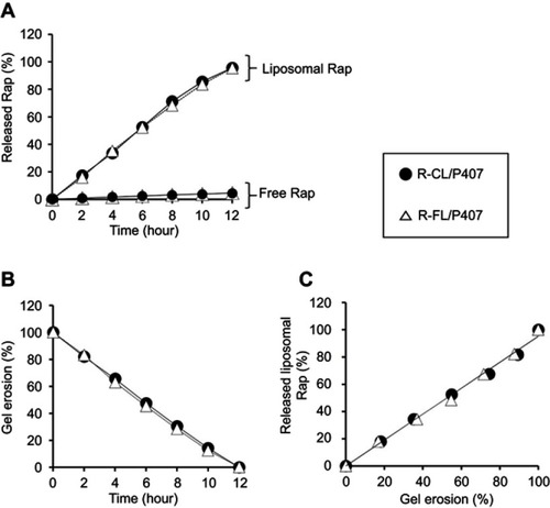 Figure 7 Drug release and gel erosion characteristics of Rap-loaded liposomal gels.Notes: (A) In vitro drug release profile as a function of time. (B) Gel erosion profile as a function of time. (C) Correlation between liposomal Rap release and gel erosion. Data represent the means ± SD (n=3).Abbreviations: Rap, rapamycin.