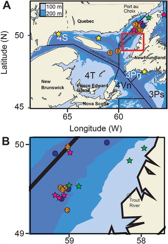 FIGURE 1. Approximate pop-up locations of 27 pop-up satellite archival tags (PSATs) and one additional tag retrieved from the commercial Atlantic Halibut fishery in the Gulf of St. Lawrence (points are offset to illustrate all symbols). (A) Original PSAT tagging location off Port au Choix, Newfoundland, in October 2013 (blue circle). Three tags popped off after 3 months (orange circle 3), three tags popped off after 6 months (orange circle 6), three tags popped off after 12 months (yellow star), five tags were physically retrieved after 12 months (pink star), and one tag was physically retrieved from the commercial fishery in July (green star). (B) Original PSAT tagging location off Trout River, Newfoundland, in October 2015 (blue circle). Four tags popped off after 10 months (orange circle 10), four tags were physically retrieved after 10 months (green star), one tag popped off after 12 months (orange circle 12), and four tags were physically retrieved after 12 months (pink star).
