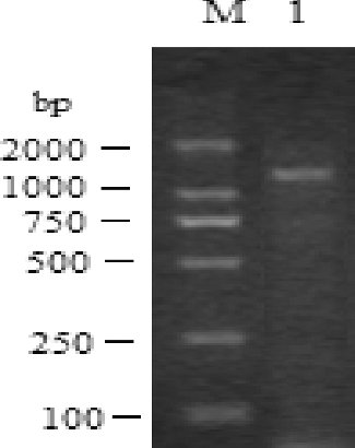 Figure 1. PCR result for tobacco AO gene.