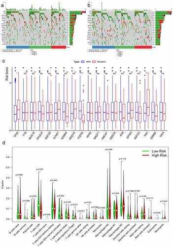 Figure 5. Tumor mutational burden analysis and immune cells infiltration analysis. The top 20 mutational genes were listed in high-risk group (a) and low-risk group (b). The risk scores between the wild type and the mutation type of the top frequent mutational genes were compared (c). The vioplots showed that 22 immune cells content in the high-risk and low-risk groups (d). *P < 0.05; **P < 0.01; *** P < 0.001; ns: not significant