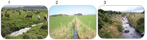 Figure 1. Riparian margin states typical of the three study riparian margin scenarios: 1 = grazed riparian margins; 2 = 1 m-wide fenced grass-strip riparian margins; 3 = 5 m-wide fenced, multi-tier riparian margins. Photo 2 is courtesy of Taranaki Regional Council.