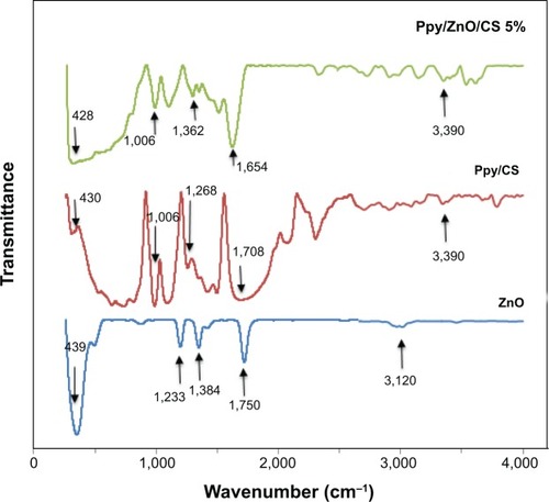 Figure 2 Fourier transform infrared spectra for zinc oxide nanopowder, deposited film of Ppy/CS composite, and Ppy/ZnO/CS composite film.Note: Arrows show the position of characteristic peaks.Abbreviations: Ppy, polypyrrole; CS, chitosan; ZnO, zinc oxide.