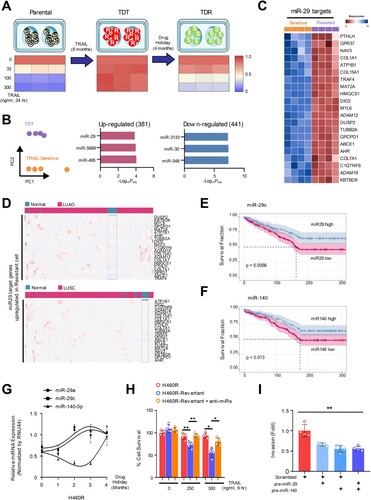 Figure 1. Downregulation of oncogenic miR-29 and -140-5p causes TRAIL-induced Drug-tolerant (TDT) state. (A) A schematic diagram showing the strategy to generate TRAIL-revertant from the resistant cells. (B) Gene Ontology terms associated genes differentially expressed in TRAIL-resistant cell (H460R) compared with sensitive cell. Left panel is a principal component analysis showing clustering between sensitive and resistant quadruplicate. (C) Heatmap showing upregulated miR-29 target genes in H460R cell. (D) Heatmap of miR-29 target genes upregulated in TRAIL-resistant cells. Kaplan-Meier curve depicting the survival probability in the patients with LUAD associated with (E) miR-29 or (F) miR-140 expression. (G) The restored expression of miR-29 a/c and -140-5p in H460R in response to drug holiday. (H) Cell survival rate using CellTiter-Glo assay. Error bars indicate mean ±SD (n = 4) and the p-values were calculated by one-way ANOVA test (**p < 0.01). (I) Chamber invasion assay of H460R cell reconstituted by miR-29 and/or -140-5p. Error bars show mean ±SD (n = 6) and the p-values were calculated by two-tailed student t-test (* p < 0.05, **p < 0.01).