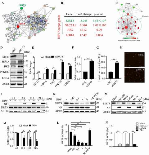 Figure 5. NDV reduces mitochondrial SIRT3, regulates HIF1A stability, and promotes the Warburg effect. (A) A network model describing interactions between the HIF1A and SIRT3-targeted metabolic genes. (B) SIRT3 expression levels and several HIF1A target genes were determined using the Oncomine cancer microarray database (http://www.oncomine.org) in normal breast samples versus breast cancer samples. (C) RNA-seq data showing enrichment of HIF1A, SIRT3, and glycolysis pathways in NDV-infected cells. (D and E) A549 cells were transfected with SIRT3 siRNA or siNC. SIRT3, HIF1A, HK2, PFKFB3, LDHA, and ACTB protein levels were determined via western blot and quantification. (F-H) A549 cells were transfected with SIRT3 siRNA or siNC. Glucose uptake (F), lactate levels in the culture supernatants (G) and mROS (H) were determined. (I and J) A549 Cells were either mock treated or infected by NDV Herts/33 strain at an MOI of 1, whole-cell extracts were prepared from mock-infected and NDV-infected cells at 6, 12, 18, and 24 hpi. SIRT3, NP, and ACTB protein levels were determined by western blot and quantification of SIRT3, NP was used as a maker for virus infection. (K and L) A549 cells were either mock treated or infected with NDV Herts/33 strain at an MOI of 0.01, 0.1, 1, and 5 or with UV-treated NDV Herts/33 strain. NP, SIRT3, and ACTB protein levels were determined via western blot and quantification of SIRT3. (M and N) A549 cells were either mock treated or infected with different NDV strains (Herts/33, Lasota, and ZJ-1). NP, SIRT3, and ACTB protein levels were determined via western blot and quantification of SIRT3. Data are mean ± SEM, all data are from three independent experiments, * p < 0.05, ** p < 0.01, # p > 0.05.