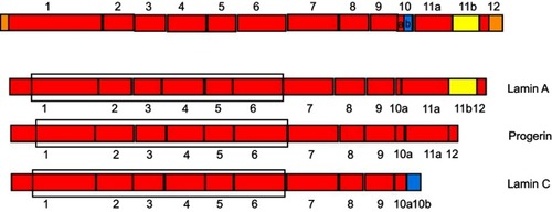 Figure 7 Schematic figure representing LMNA splice variants. (A) Lamin pre-mRNA. The longest splice variant Lamin A contains all exons except 10b (green). Progerin contains exon 11b not 11a (yellow) and 10b. Only the shortest isoform Lamin C contains exon 10b, where it codes for the C terminus of the protein. The box marks the region coding for the central dimerization domain.