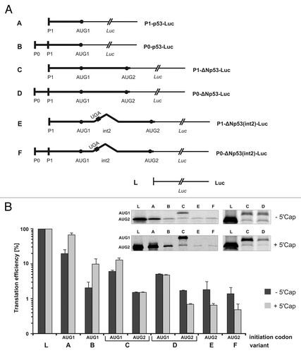 Figure 4. Translation of model mRNA constructs with the sequence encoding reporter luciferase protein proceeded by variants of the p53 5′-terminal region in cell-free conditions in RRL. (A) Schematic representation of model mRNA constructs. (B) Model mRNAs were translated in RRL in the presence of 35S-methionine. The autoradiograms in the insets show the translation products and the bar charts display quantitatively the translation efficiency of model mRNAs, uncapped and capped, from two initiation codons AUG1 and AUG2. The logarithmic scale was used for data representation. All values are averages of at least three independent experiments and were normalized to the translation efficiency of luciferase mRNA. The values calculated for the longer protein products, which were synthetized with the (C and D) templates were corrected for the presence of an additional 35S-methionine residue.