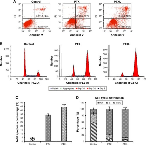 Figure 5 Effects of PTXL on cell apoptosis and cell cycle distribution.Notes: (A) Apoptosis distribution and apoptosis proportion of control, PTX and PTXL group after incubation with PTX or PTXL for 24 hours. (B) Cell cycle distribution of control, PTX and PTXL group after incubation with PTX or PTXL for 24 hours. (C) The analysis of total apoptosis cell proportion between control, PTX and PTXL group (n=3, mean ± SD). **P<0.01 vs control. ##P<0.01 vs PTX. (D) The analysis of G2/M phase cells proportion of control, PTX and PTXL group (n=3, mean ± SD). **P<0.01 vs control. ##P<0.01 vs PTX.Abbreviations: PTX, paclitaxel; PTXL, paclitaxel–cholesterol-loaded liposomes.