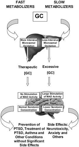 Figure 2. Regulation of MAO-dependent responses to glucocorticoids by intensity of hepatic microsomal oxidation in fast and slow metabolizers of triamcinolone acetonide. GC: glucocorticoid; MAO: monoamine oxidase; PTSD: posttraumatic stress disorder.