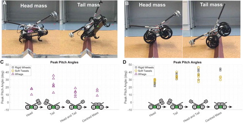 Figure 2. A meta-analysis of the results in [Citation22], in which asymmetric masses were attached to legged (A) and wheeled (B) robots crossing an obstacle: An experiment with static masses showed that biasing the mass distribution forward and backward had a significant effect on response to an obstacle during terrestrial locomotion. A whegs robot was strongly destabilised by tail mass (C) while rigid and soft wheeled robots were both helped by addition of a static head mass (D).