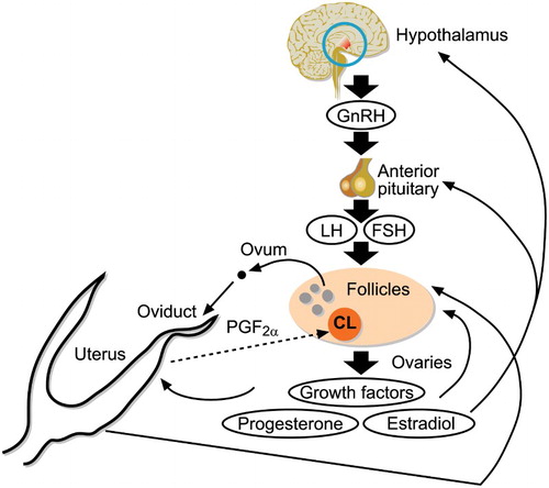 Figure 3. Schematic diagram of the organs and cells important for control of reproduction in sheep. The hypothalamus releases GnRH, which acts on the pituitary to control synthesis and release of FSH and LH. These two hormones act to stimulate the growth and maturation of the ovarian follicle. Hormones from the follicle also provide feedback to the hypothalamus and pituitary to regulate the release of FSH and LH in order to time the release of the oocyte. Oestradiol is a key hormone in coordinating the preovulatory LH surge, which causes release of the ovum from the follicle, and induces oestrus. The preovulatory LH surge also causes luteinisation of the remaining follicular cells to form the corpus luteum (CL). If pregnancy does not occur, the uterus releases prostaglandin F2α, which acts on the corpus luteum to cause regression of this structure, allowing another reproductive cycle to occur.