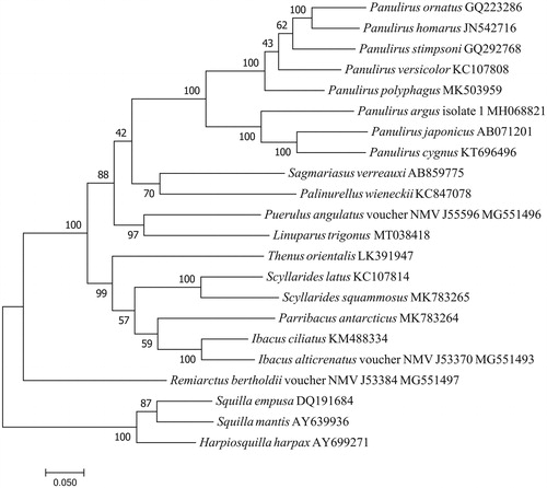 Figure 1. The maximum likelihood tree of L. trigonus and 19 other species based on 13 PCGs.