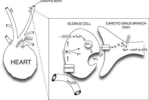 Figure 4 Cellular mechanism of glomus cell hypoxic signaling. Glomus cells, located within the carotid body, are neural crest-derived, and they exhibit voltage-dependent neurotransmitter release upon detection of hypoxemia.Citation69,Citation70 Glomus cells detect hypoxemia by an as-yet undefined sensor, which is thought to close K+ channels, halting K+ exit and thereby depolarizing the Glomus cell.Citation69,Citation70,Citation241,Citation242 Depolarization leads to opening of voltage-gated Ca2+ channels and neurotransmitter release, which triggers action potential firing in nearby cranial nerve IX.Citation69,Citation70,Citation241,Citation242 Figure property of the authors.Abbreviations: AP, action potential; CNIX, cranial nerve IX; NTr, neurotransmitter; NTS, nucleus tractus solitarius; SVC, superior vena cava; PA pulmonary artery; PaO2, arterial partial pressure of oxygen.
