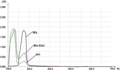 Figure 4. The UV absorption spectra of hapten–BSA conjugates.