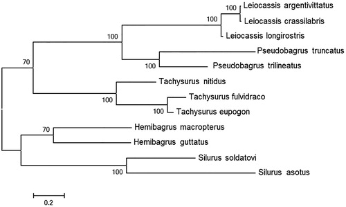 Figure 1. A maximum-likelihood (ML) tree of the 12 species from Siluriformes was constructed based on complete mitochondrial genome data. The analyzed species and corresponding NCBI accession numbers are as follows: Leiocassis argentivittatus(KX164404), Leiocassis crassilabris (NC_021394), Leiocassis longirostris (NC_014586), Pseudobagrus truncatus (NC_021395), Pseudobagrus trilineatus (NC_022705), Tachysurus nitidus (NC_014859), Tachysurus fulvidraco (KC287172), Tachysurus eupogon (NC_018768), Hemibagrus macropterus (NC_019592), Hemibagrus guttatus (NC_023976), Silurus soldatovi (NC_014866), Silurus asotus (NC_015806).