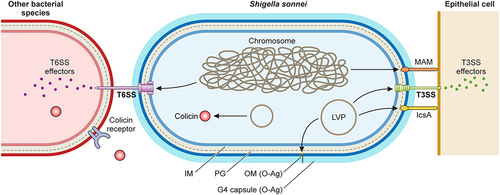 Figure 3. Shigella sonnei virulence factors. The large virulence plasmid (LVP) of Shigella sonnei plays a pivotal role in its virulence since it encodes for adhesin IcsA, the type 3 secretion system (T3SS) and the O antigen (O-Ag) synthesis cluster. The type 6 secretion system (T6SS), adhesin MAM and the capsule export locus are encoded on the chromosome, and colicins are usually encoded on other plasmids. During the invasion of epithelial cells, outer membrane proteins MAM and IcsA act as adhesins that facilitate T3SS-mediated invasion. The T3SS forms pores in epithelial cell membranes that enable the subsequent delivery of effectors that manipulate host cells. The interaction of Shigella sonnei with epithelial cells needs further characterization. Shigella sonnei has also evolved mechanisms to compete with other members of the intestinal microbiota, including a T6SS that requires close contact and colicins that target phylogenetically closely related bacteria and are released after bacterial lysis. Shigella sonnei produces a double O-Ag layer that is present in the LPS and the group 4 capsule and is involved in serum resistance.