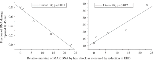 Figure 12. The Effects of MAR DNA Masking on the Repair of DNA Damage. For various time intervals (1–6 hr) between 30’ at 45°C and 5 Gy, the rate of repair and the percent of unrepaired DNA damage were measured and plotted vs. the reduction in EHD (41).