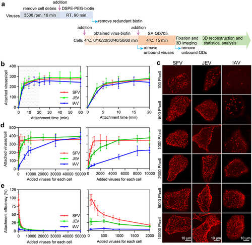 Figure 2. Quantitatively analyzing the efficiency of virus attachment to cells. (a) Flow chart for quantitative analysis of virus attachment. (b) SFV, JEV and IAV particles were incubated with cells at 4°C for 0, 10, 20, 30, 40, 50 and 60 min. After fixation, the cells were imaged in 3D and the number of viruses attached to the cell surface were counted with ImageJ (n = 50). (c) Different amounts of virus particles were added to cells, allowed to be attached to cells, labeled with QDs, and then imaged in 3D. The panels are the z-projection images of cells attached with SFV, JEV and IAV, respectively. (d) Different amounts of viruses were added to cells. The cells were imaged in 3D and the number of viruses attached to cells was quantified (n = 50). (e) The efficiencies of virus attachment to cells (n = 50). In b, d and e, the right panels are the enlarged views of the shadow region of the left panels.