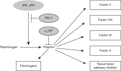 Figure 1 The plasminogen system.