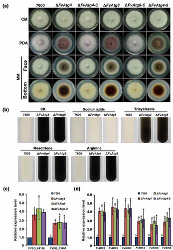Figure 5. Effects of FvATG4 and FvATG8 deletion on mycelial growth and pigmentation in F. verticillioides. (a) F. verticillioides strains were grown on CM, PDA and MM media at 25°C for 4 d. (b) Effect of four inhibitors on the melanin biosynthesis of the wild-type 7600 strain, ∆fvatg4 and ∆fvatg8. Each strain was incubated in liquid MM and treated with 0.2 mM sodium azide (inhibits laccase in the Raper-Mason pathway), 50 μg/mL tricyclazole (inhibits the dehydrogenation reaction in the DHN pathway), 50 μg/mL mesotrione (inhibits the HGA pathway), or 0.5 mM arginine (inhibits tyrosinase inhibitors in the Raper-Mason pathway). (c) Relative expression of two laccase genes, FVEG_04196 and FVEG_13405, in wild-type F. verticillioides 7600, ∆FvAtg4, ∆FvAtg8 and the ∆FvAtg4-Atg8 double mutant. the expression levels of the laccase genes in ∆FvAtg4, ∆FvAtg8 and ∆FvAtg4-Atg8 are the relative amounts of mRNA in the wild-type progenitor strain. (d) Relative expression of the FvBIK genes in the wild-type 7600 strain and the ∆fvatg4, ∆fvatg8 and ∆fvatg4–8 deletion mutants. Error bars in each column indicate the standard error from three separate experiments. Different letters indicate a significant difference (P < .05).