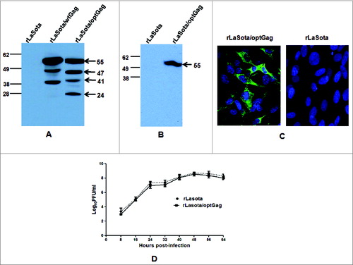Figure 2. Analysis of rNDV-expressed Gag proteins and viral growth kinetics. (A) DF1 cells were infected with indicated viruses at an MOI of 0.01 PFU. After 48 h, the cell culture medium supernatants and cells were collected and processed. (A) The cell lysates were prepared from cells and subjected to SDS-PAGE under reducing conditions. (B) The cell culture medium supernatants were concentrated 10x by passing through Amicon filters and subjected to SDS-PAGE under reducing conditions. The gels were analyzed by Western blotting using a pool Gag p24 specific mAbs. The positions of HIV-1 Gag precursor protein (p55) and cleavage products are indicated by arrows in the right margin. Molecular masses of marker proteins (in kilodaltons) are shown in the left margin. (C) Vero cells were infected with rLaSota/optGag (panel a) and rLaSota (panel b) at an MOI of 0.1 PFU. Twenty-four h post-infection, the infected cells were fixed with paraformadehyde and permeabilized with Triton X-100 for detection of total antigen inside the cell. The cells were probed with Gag p24 specific mAbs followed by staining with Alexa Fluor 488-conjugated goat anti-mouse IgG antibodies (green) and DAPI (blue), and analyzed by immunofluorescence. The cells were visualized under Nikon Eclipse TE fluorescent microscope. (D) Comparison of multicycle growth kinetics of rLaSota and rLaSota/optGag viruses in DF1 cells. Cells were infected with each virus at an MOI of 0.01 and cell culture media supernatant aliquots were harvested at 8 h intervals until 64 h post-infection. The virus titers in the aliquots were determined by plaque assay in DF1 cells. Values are averages from 3 independent experiments.