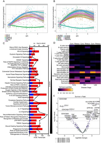 Figure 5. Biomarker discovery, pathway analysis, and immune cell type profiling of macaques exposed to SUDV. Trend plots depicting (A) historical or (B) novel transcriptional biomarkers for SUDV-infected fatal macaque subjects. (C) Pathway enrichment of differentially expressed transcripts in fatal SUDV-infected macaques sorted by Z-score and -log (p-value). Red indicates upregulated transcripts; blue indicates downregulated transcripts; grey indicates no change. (D) Respective cell-type quantities for SUDV-infected macaques at each disease stage. (E) Volcano plot displaying overall -log10(p-values) and log2 fold changes for each mRNA target in the single rhesus survivor versus fatal SUDV-infected macaques. Horizontal lines within the plot indicate adjusted p-value thresholds. Targets highlighted in blue indicate those differentially expressed in the survivor versus fatal group. A multiple hypothesis Benjamini-Hochberg false discovery rate (FDR) corrected p-value less than 0.05 was deemed significant for transcripts unless otherwise stated. Abbreviations: DPI, days post infection; cyno, cynomolgus macaque; rhesus, rhesus macaque; SUDV, Sudan virus.