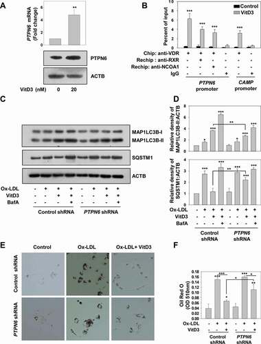 Figure 9. VitD3-VDR modulates PTPN6 expression and rescues Ox-LDL-impaired autophagy in hMDMs. (A) qRT-PCR and immunoblot analysis of PTPN6/PTPN6 in presence or absence of VitD3 in hMDMs. (B) ChIP assay with hMDMs cultured in the presence or absence of VitD3. (C) Immunoblot analysis of MAP1LC3B-II and SQSTM1 protein levels in control (control shRNA) and PTPN6 knockdown (PTPN6 shRNA) hMDMs treated with or without Ox-LDL and VitD3 in the presence or absence of BafA. (D) Densitometric analysis represents the fold-change after normalizing the protein band intensity to ACTB. (E) Foam cell formation in control and PTPN6 knockdown hMDMs stimulated with Ox-LDL and treated with or without VitD3 for 18 h, and stained with ORO solution. Images are representative of three independent experiments. (F) Quantification of ORO staining. Data are representative and mean ± SD from three independent experiments.*p < 0.05, **p < 0.01, ***p < 0.001 compared to control or as indicated