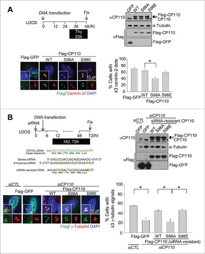 Figure 3. Inhibitory effects of the phospho-resistant Flag-CP110S98A mutant on centriole duplication. (A) U2OS cells were transiently transfected with pFlag-GFP, pFlag-CP110WT, pFlag-CP110S98A or pFlag-CP110S98E. The transfected cells were treated with thymidine for 20 h. Expression of ectopic CP110 proteins was confirmed by immunoblot analysis. The asterisk indicates a nonspecific band. The cells were coimmunostained with antibodies specific to Flag (green) and centrin-2 (red). DNA was stained with DAPI (blue). The number of centrioles per cell was counted based on centrin-2 signals. Greater than 200 cells per experimental group were analyzed in 4 independent experiments. (B) Endogenous CP110 was depleted in U2OS cells. After siRNA transfection, the cells were rescued with siRNA-resistant constructs of pFlag-CP110WT, pFlag-CP110S98A or pFlag-CP110S98E. The cells were then treated with hydroxyurea (HU) for 72 h. Expression of endogenous CP110 and ectopic CP110 proteins was confirmed by immunoblot analysis. The cells were coimmunostained with antibodies specific to Flag (green) and γ-tubulin (red). DNA was stained with DAPI (blue). The centrosome number was assessed based on γ-tubulin signals. Greater than 300 cells per experimental group were analyzed in 3 independent experiments. Values are means and standard deviations. *, P <0.05.