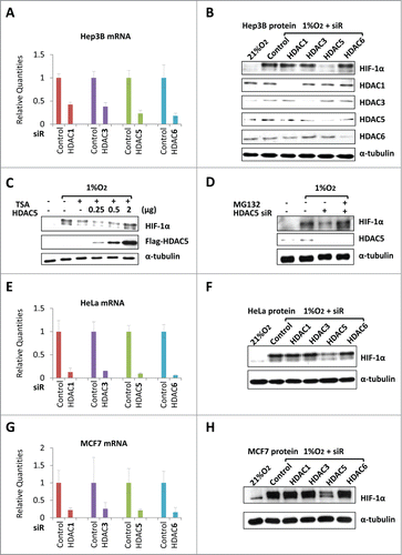 Figure 1. HDAC5 knockdown induces HIF-1α degradation. (A) Confirmation of HDAC knockdown in Hep3B. 42 h after siRNAs transfection, total RNA were collected and qRT-PCR was performed to determine the mRNA levels of HDACs. siR: siRNA.(B) HDAC5 knockdown attenuates hypoxia-triggered HIF-1α accumulation. Hep3B transfected with siRNA were exposed to 1% O2 for 6 h. Protein levels of HIF-1α, HDACs and α-tubulin (loading control) were determined by Western. (C) HDAC5 overexpression rescues TSA-induced HIF-1α degradation. Hep3B cells were transfected with 0.25, 0.5, 2 μg of Flag-HDAC5 and cultured in 1% O2 with TSA (300 nM) or DMSO (control) for 6 h. HIF-1α and Flag-HDAC5 were detected by Western blotting. (D) MG132 blocks HDAC5 knockdown-caused decrease of HIF-1α. Hep3B were transfected with HDAC5 or control siRNA, exposed to 1% O2 in the presence or absence of MG132 (5 μM) for 6 h. (E-H) HDAC5 knockdown blocks HIF-1α accumulation in HeLa (E-F) and MCF7 (G-H) cells. Procedures are the same as in (A) and (B). The mRNA levels of target genes were examined by qRT-PCR, and HIF-1α levels determined by Western blotting.
