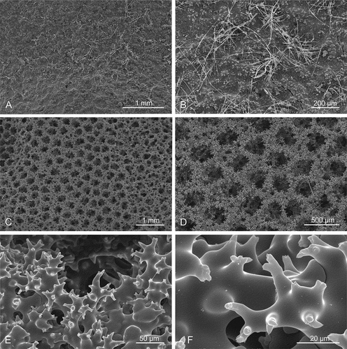 Figure 8. Microscleroderma lava sp. nov. (holotype MNHN-IP-2019-10). (a,b): natural surface with ectosomal hair-like oxeas randomly distributed. (c–f): Details of the choanosomal skeleton composed of rhizoclone desmas forming a dense network