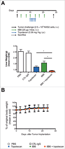 Figure 5. Enhancement of topotecan anti-tumor activity in vivo against established experimental liver metastasis by mAb 8B6 specific for O-acetyl-GD2. (A) Mice (n = 10/group) were inoculated with 2.5 × 105 NXS2 cells by i.v. injections. mAb 8B6 treatment was started on day 3 after tumor cell inoculation twice a week for 3 consecutive weeks (cumulative dose = 150 µg). Topotecan treatment was started at day 10 post-tumor inoculation. Topotecan was given by i.p. injections at 0.36 mg/kg five times weekly for 1 week. Mice were euthanized 28 days post-tumor inoculation. (B) Anti-tumor efficacy was evaluated by determining the liver weight on the fresh specimen. The y-axis starts at 0.8 g corresponding to the average of normal liver weight. (C) Mean weight for each treatment group, as indicated. Mean weight of mice at day 0 was defined as 100% weight. Weight in each group remained stable for the period of treatment. Data are presented as the mean ± SEM. * p < 0.05.