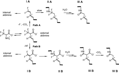 Scheme 2. Possible inactivation pathways of PLP-dependent enzymes by β,β,β-trifluoroalanine.