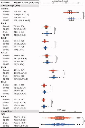 Figure 3. Comparative airway lengths and SCA by sex. The figure presents a series of box-and-whisker plots with superimposed individual data points, delineating the distribution of airway lengths in millimeters (mm) across various segments: trachea, right main bronchus (RMB), right superior lobar bronchus (RSLB), right middle lobar bronchus (RMLB), left main bronchus (LMB), left superior lobar bronchus (LSLB), and left inferior lobar bronchus (LILB). Additionally, the subcarinal angle (SCA) is depicted in degrees (deg). Data are stratified by sex, with each plot detailing the mean ± standard deviation (SD) and the median along with the range [minimum, maximum] for females (N = 456, in red) and males (N = 432, in blue). Levels of statistical significance are marked by asterisks (*** for p < 0.001); ‘NS’ indicates a lack of significant difference.