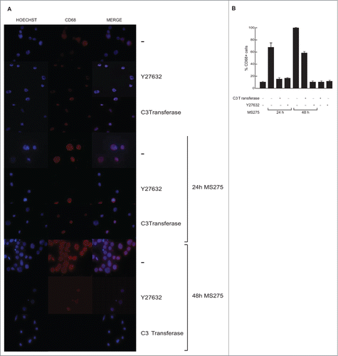 Figure 7. MS275-induced CD68 expression is impaired by interference with the RhoA signaling pathway. (A) IF analysis of CD68 expression in U937 cells under the indicated conditions. Scale bar 10 μm. (B) Percentage of CD68-positive cells by positive cell counting under a microscope.