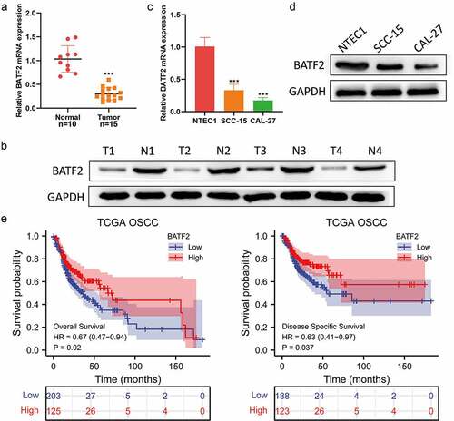 Figure 1. Low BATF2 expression in TSCC tissues and cells.