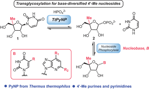 Scheme 2. Diversification of 4’-Me substituted nucleosides using the nucleoside phosphorylase TtDyNP; transglycosylation under thermodynamic reaction control enables the insertion of pyrimidines or purines; R = Me, F, Br, I, CF3; R1 = NH2 or OH; R2 = NH2, H or Cl.